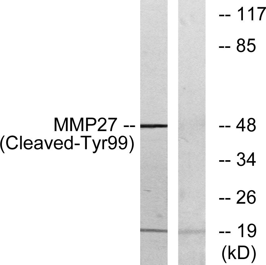 Cleaved-MMP-27 (Y99) Rabbit Polyclonal Antibody