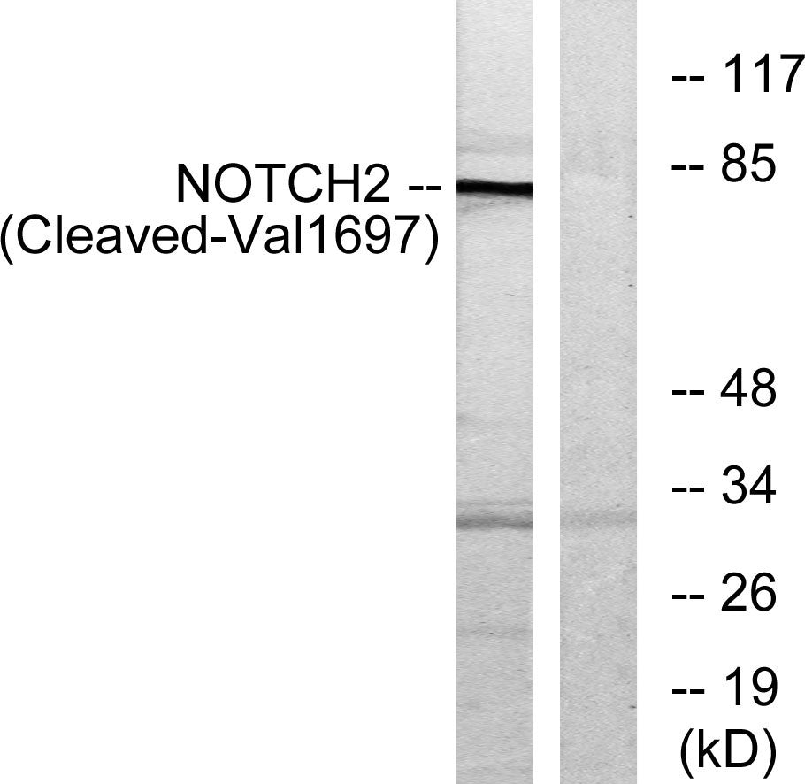 Cleaved-Notch 2 (V1697) Rabbit Polyclonal Antibody