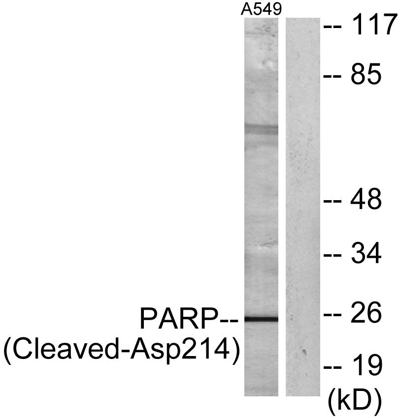 Cleaved-PARP-1 (D214) Rabbit Polyclonal Antibody