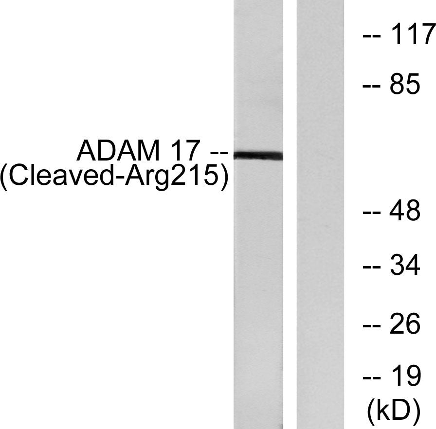 Cleaved-TACE (R215) Rabbit Polyclonal Antibody