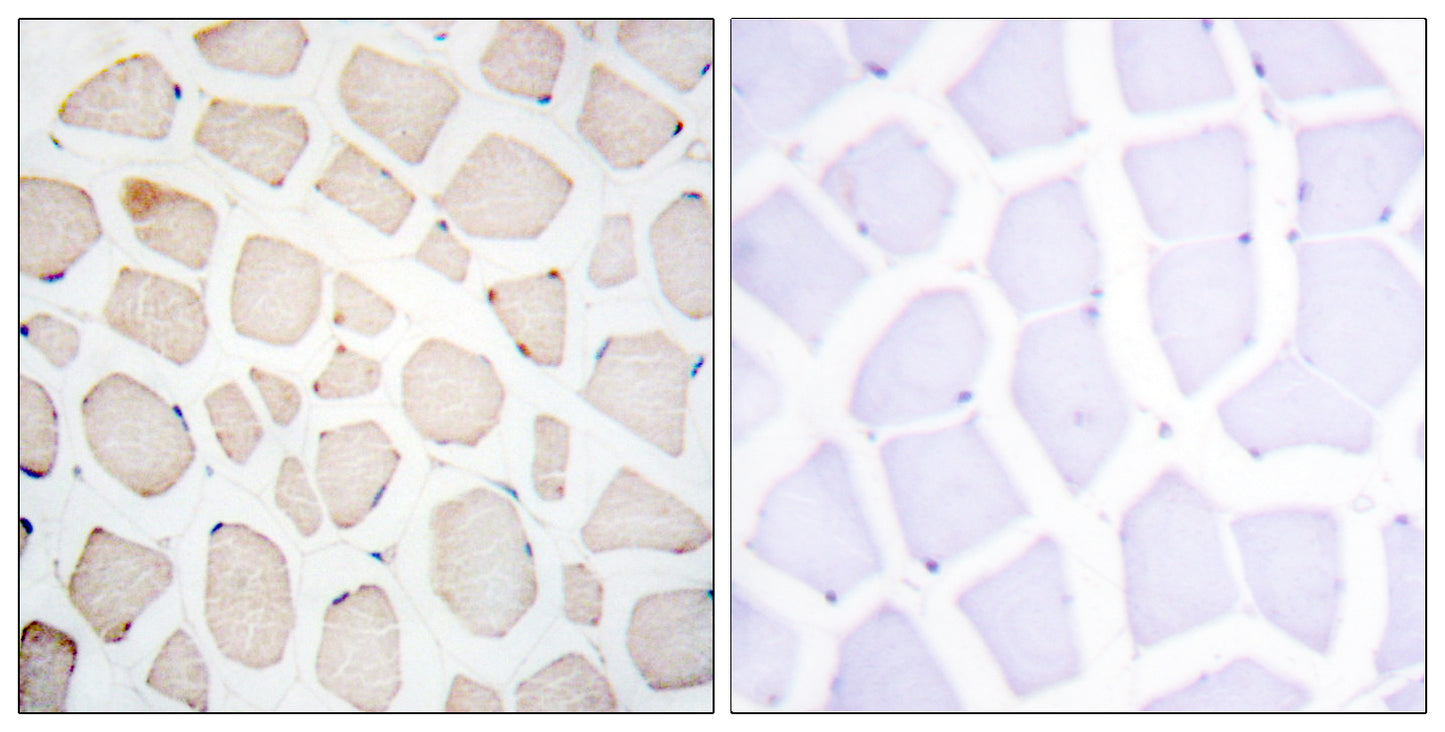 Clock Rabbit Polyclonal Antibody