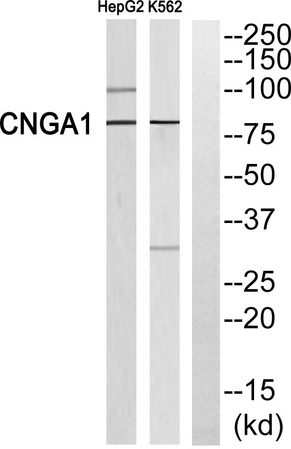CNG-1 Rabbit Polyclonal Antibody