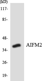COL17A1 Rabbit Polyclonal Antibody