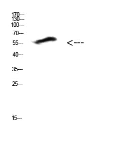 COL25A1 Rabbit Polyclonal Antibody