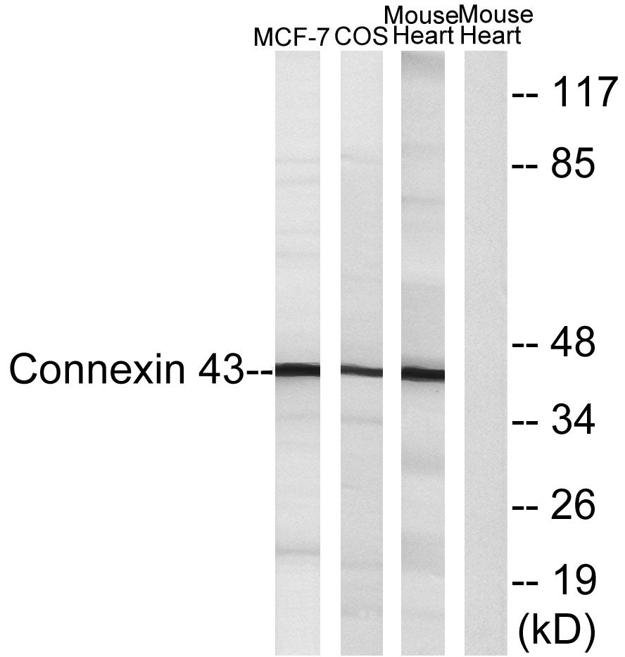 Connexin 43 Rabbit Polyclonal Antibody