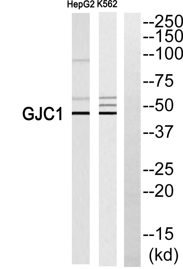 Connexin 45 Rabbit Polyclonal Antibody