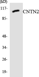 Contactin 2 Rabbit Polyclonal Antibody
