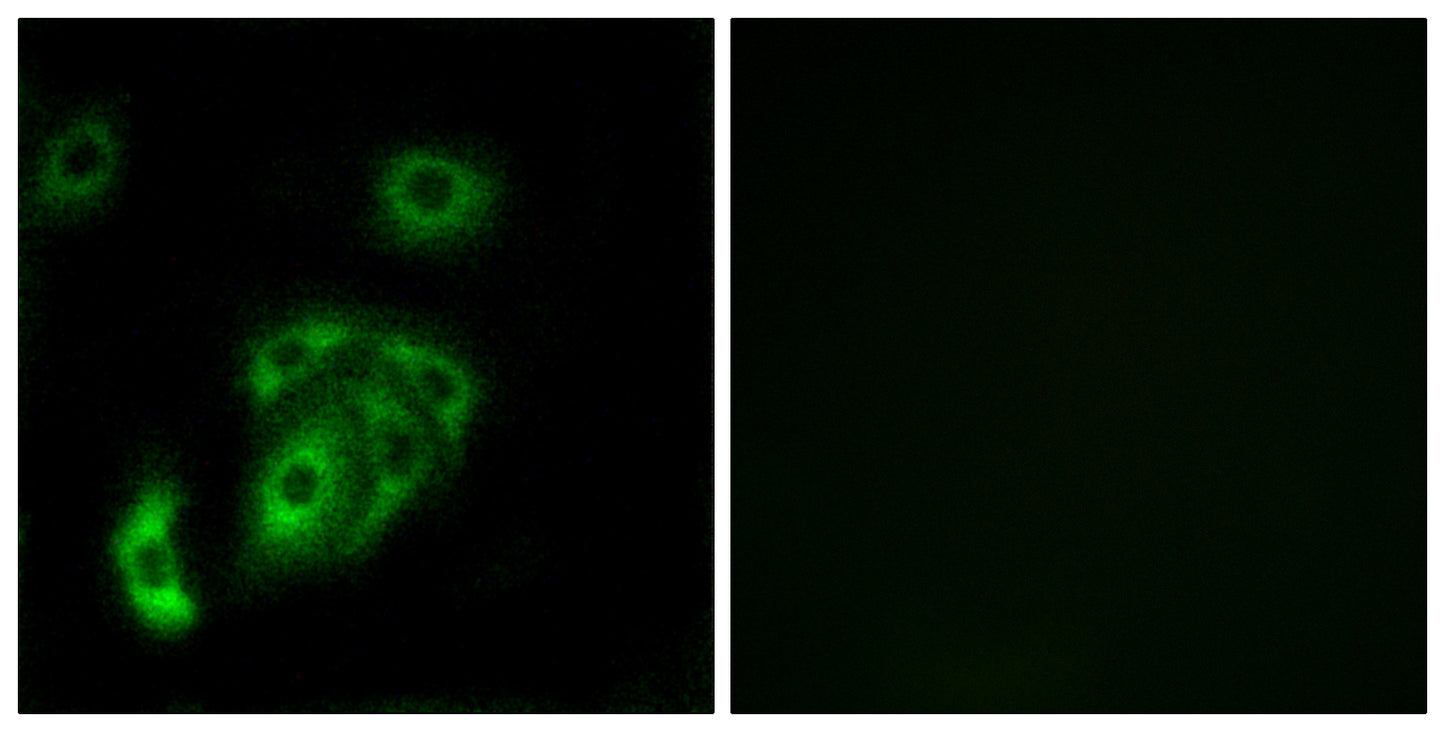 Contactin 5 Rabbit Polyclonal Antibody