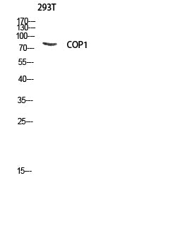 COP1 Rabbit Polyclonal Antibody