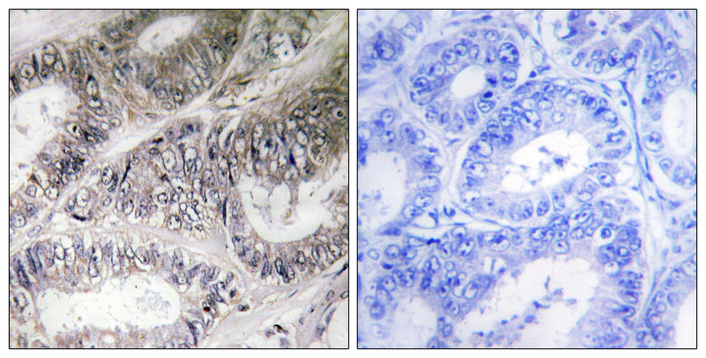 COX19 Rabbit Polyclonal Antibody