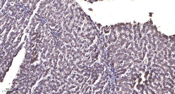 COX6B2 Rabbit Polyclonal Antibody