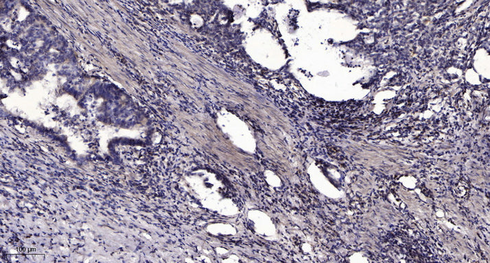 COX7B Rabbit Polyclonal Antibody