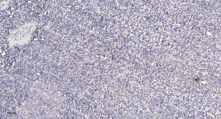 CP250 Rabbit Polyclonal Antibody