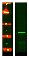 CRLF3 Rabbit Polyclonal Antibody