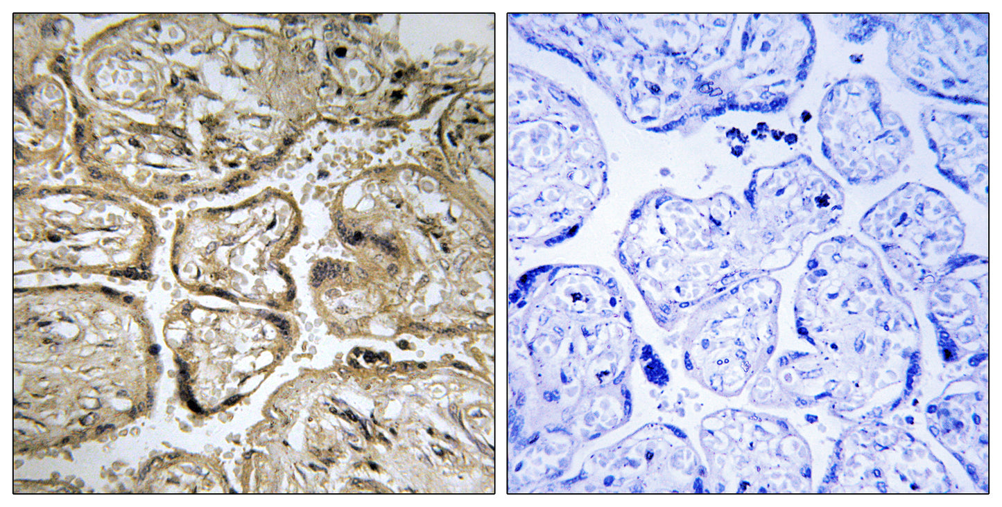 CST9L Rabbit Polyclonal Antibody