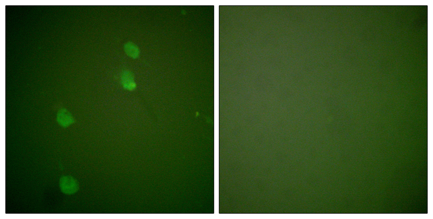 CUL-2 Rabbit Polyclonal Antibody