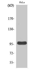 Cyclin M2 Rabbit Polyclonal Antibody