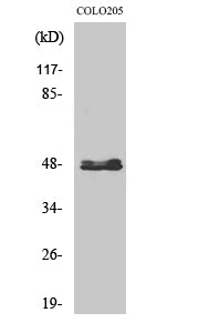 CYP11B1/2 Rabbit Polyclonal Antibody