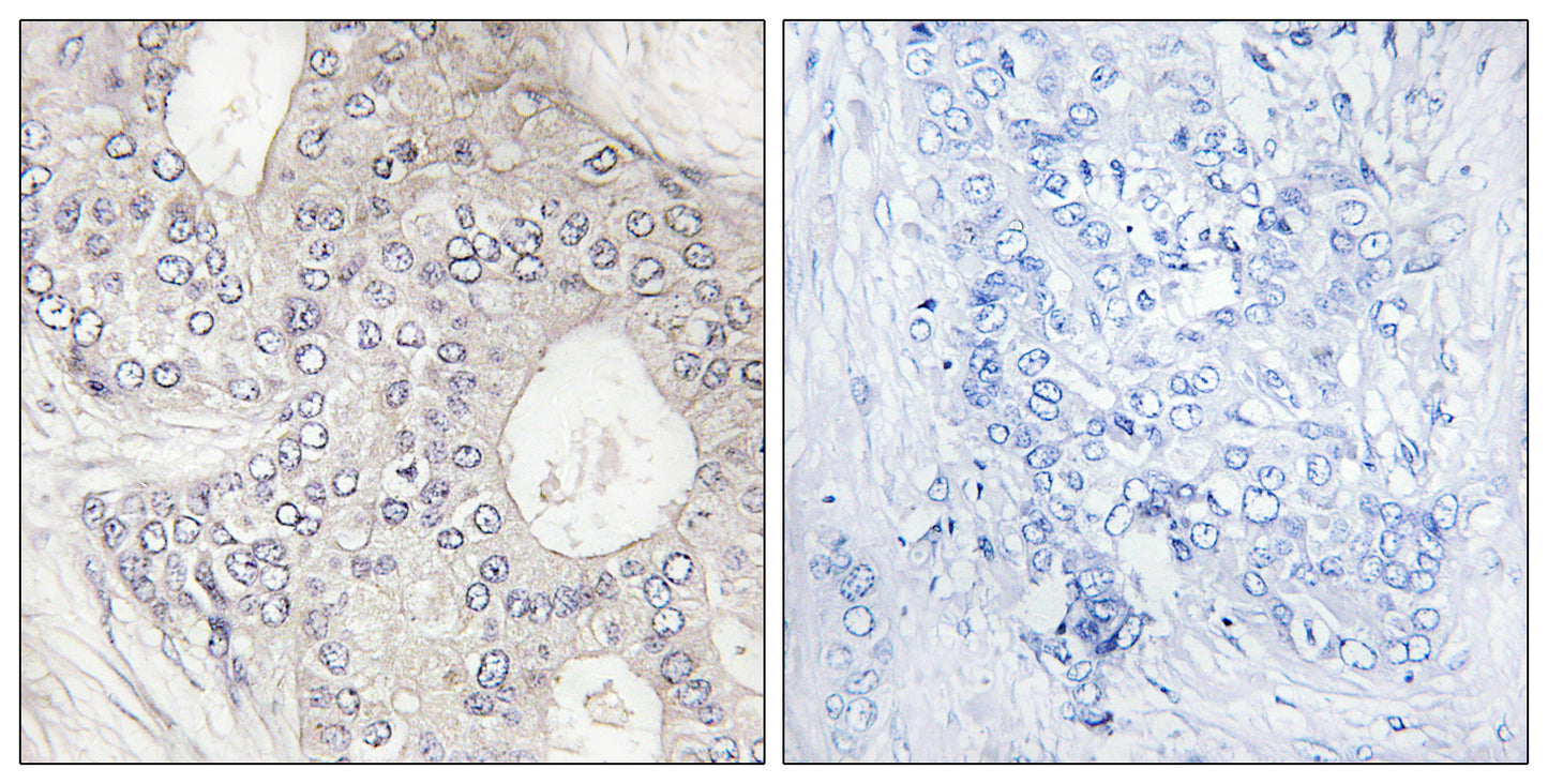 CYP1A2 Rabbit Polyclonal Antibody