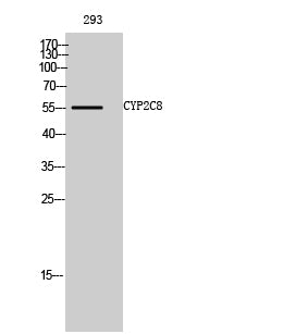 CYP2C8 Rabbit Polyclonal Antibody