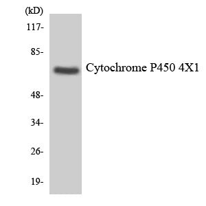 CYP4X1 Rabbit Polyclonal Antibody