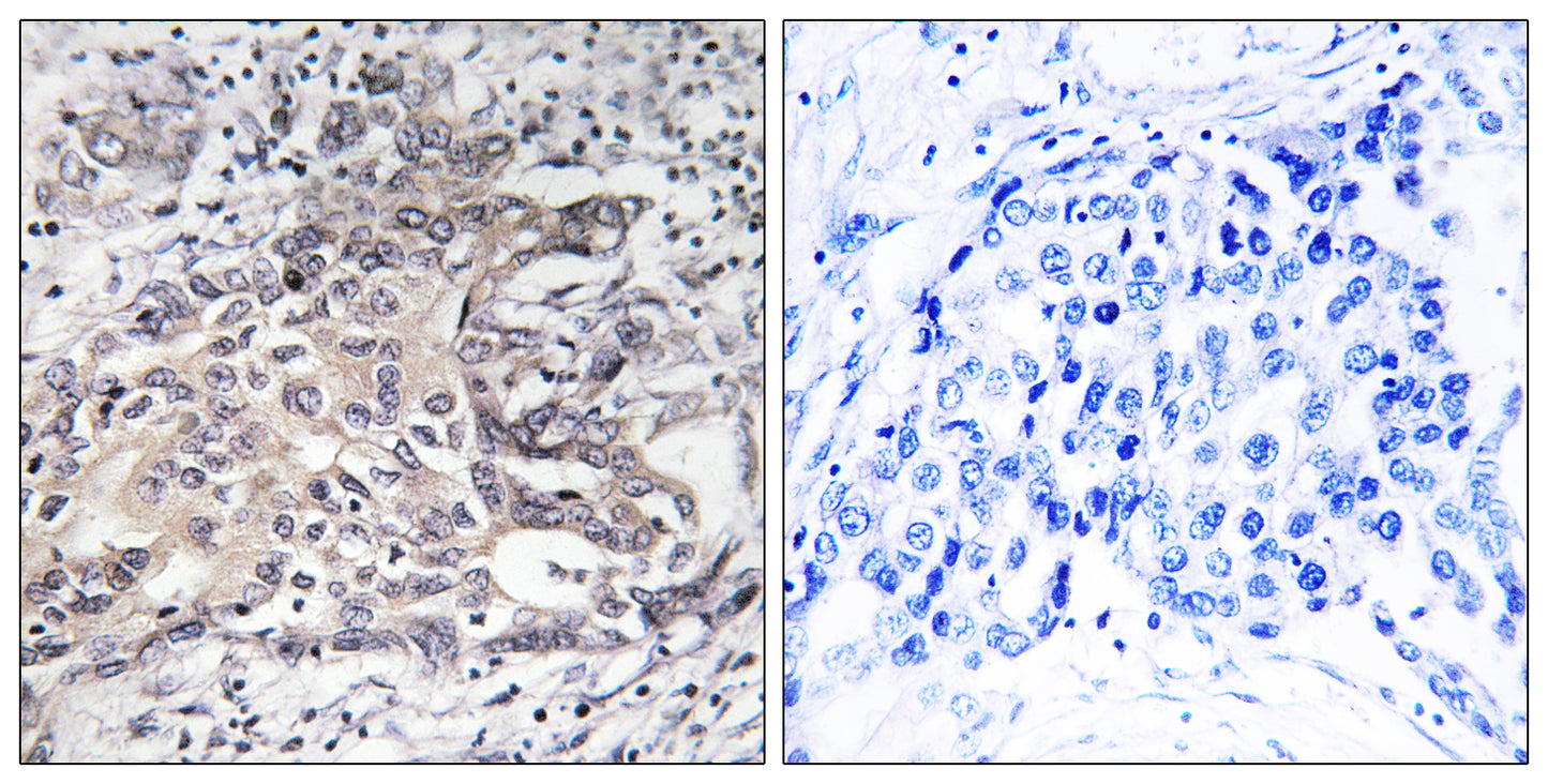 CYP4X1 Rabbit Polyclonal Antibody