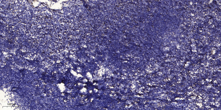 Cystatin E/M Rabbit Polyclonal Antibody