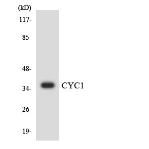 Cytochrome c1 Rabbit Polyclonal Antibody