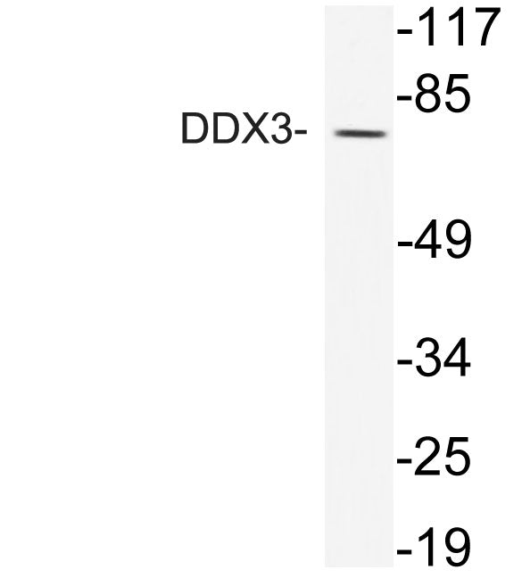DDX3 Rabbit Polyclonal Antibody