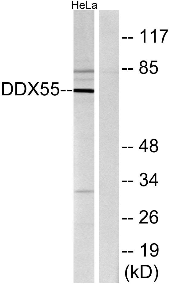 DDX55 Rabbit Polyclonal Antibody