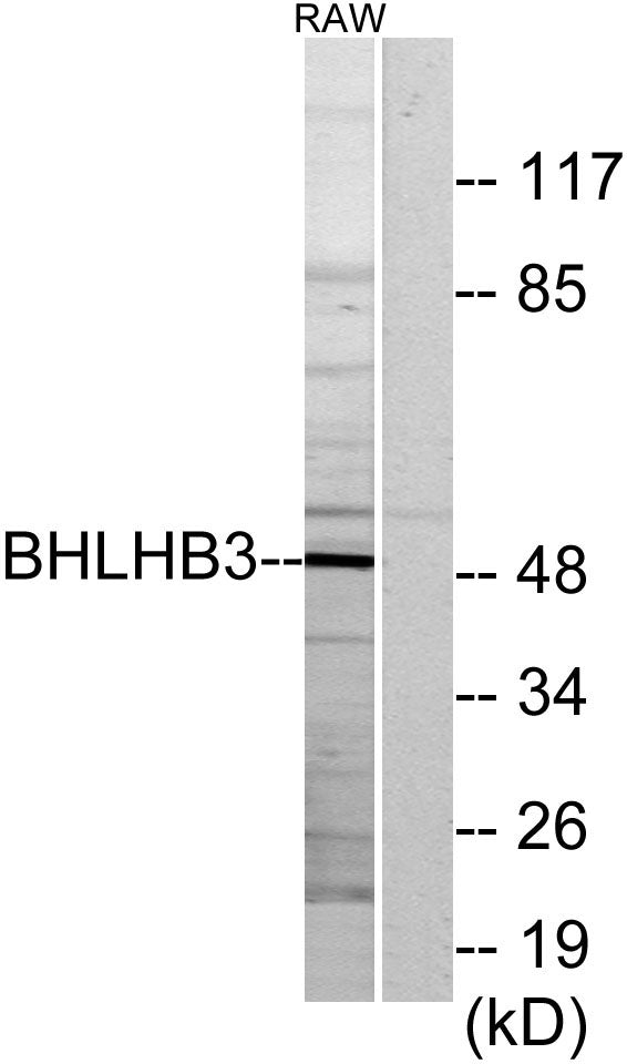 DEC2 Rabbit Polyclonal Antibody
