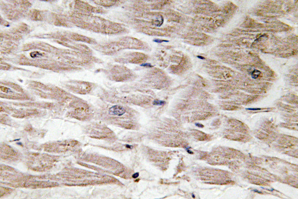 Defensin α4 Rabbit Polyclonal Antibody