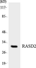 Dexras2 Rabbit Polyclonal Antibody
