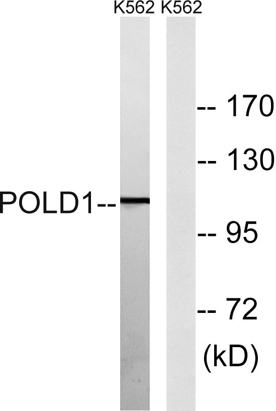 DNA pol δ cat Rabbit Polyclonal Antibody