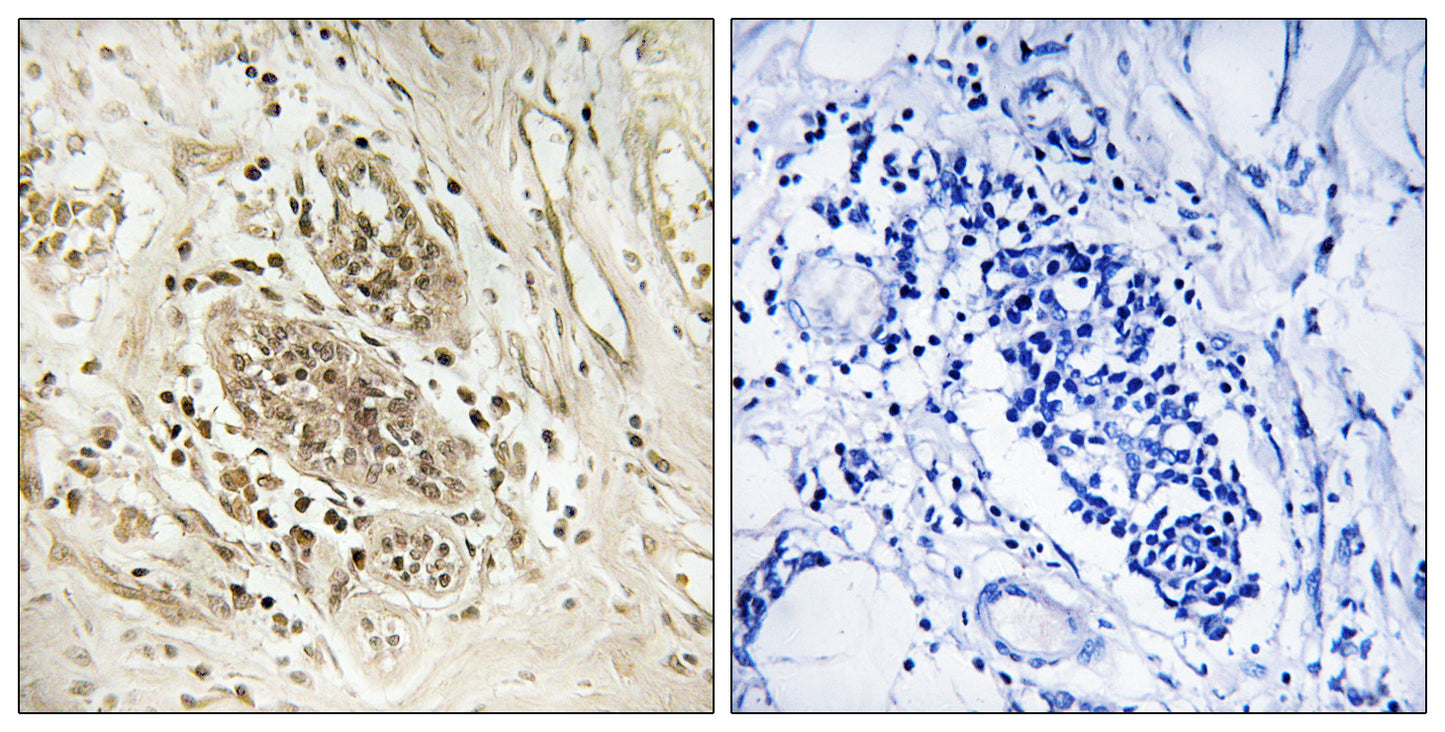 DNA pol ε A Rabbit Polyclonal Antibody