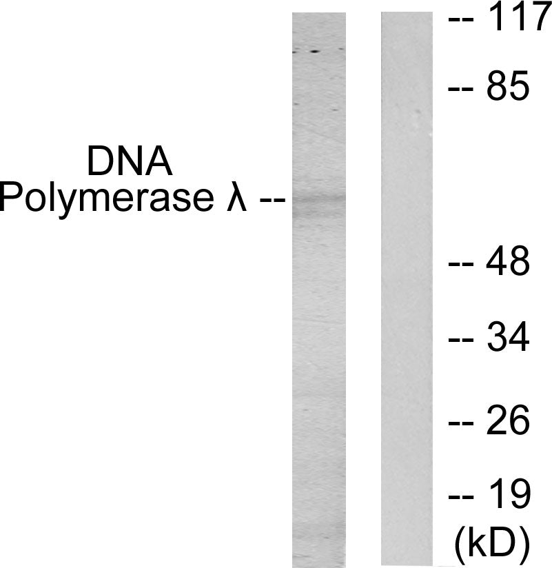 DNA pol λ Rabbit Polyclonal Antibody
