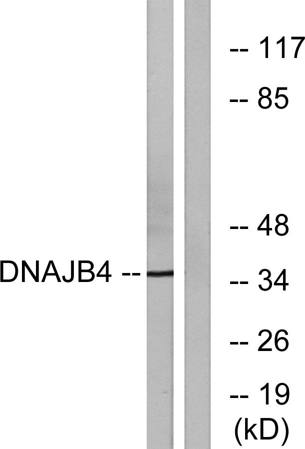 DnaJB4 Rabbit Polyclonal Antibody