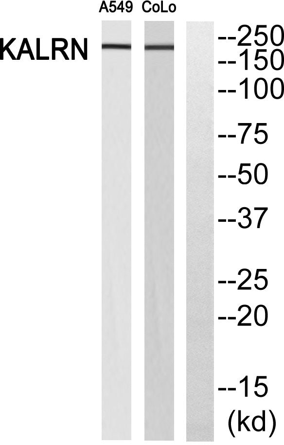 Duo Rabbit Polyclonal Antibody
