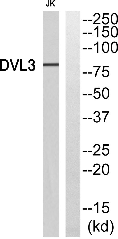 Dvl-3 Rabbit Polyclonal Antibody
