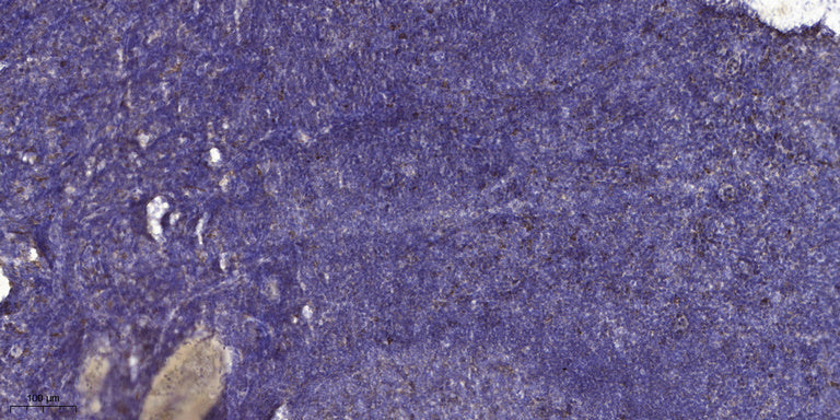 ECM1 Rabbit Polyclonal Antibody