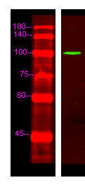 EDEM3 Rabbit Polyclonal Antibody