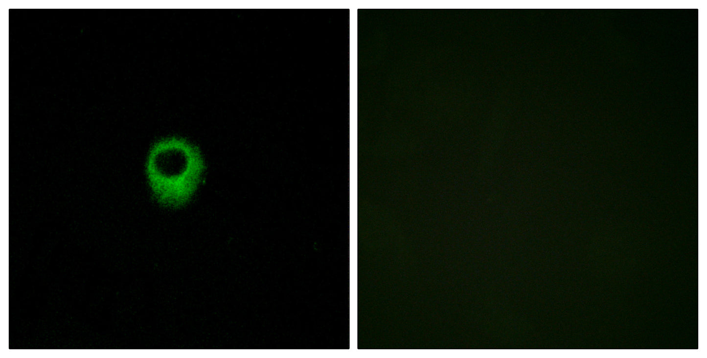 EDG-4 Rabbit Polyclonal Antibody
