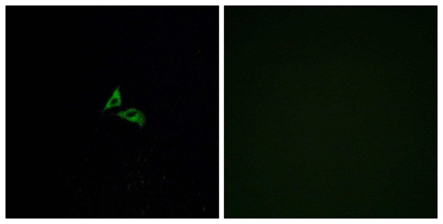 EDG-7 Rabbit Polyclonal Antibody
