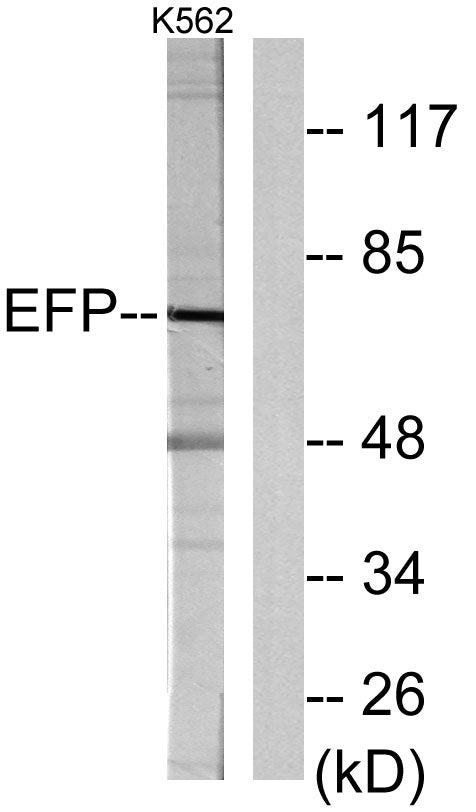 EFP Rabbit Polyclonal Antibody
