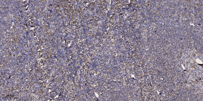 eIF1B Rabbit Polyclonal Antibody