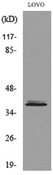 EKLF Rabbit Polyclonal Antibody