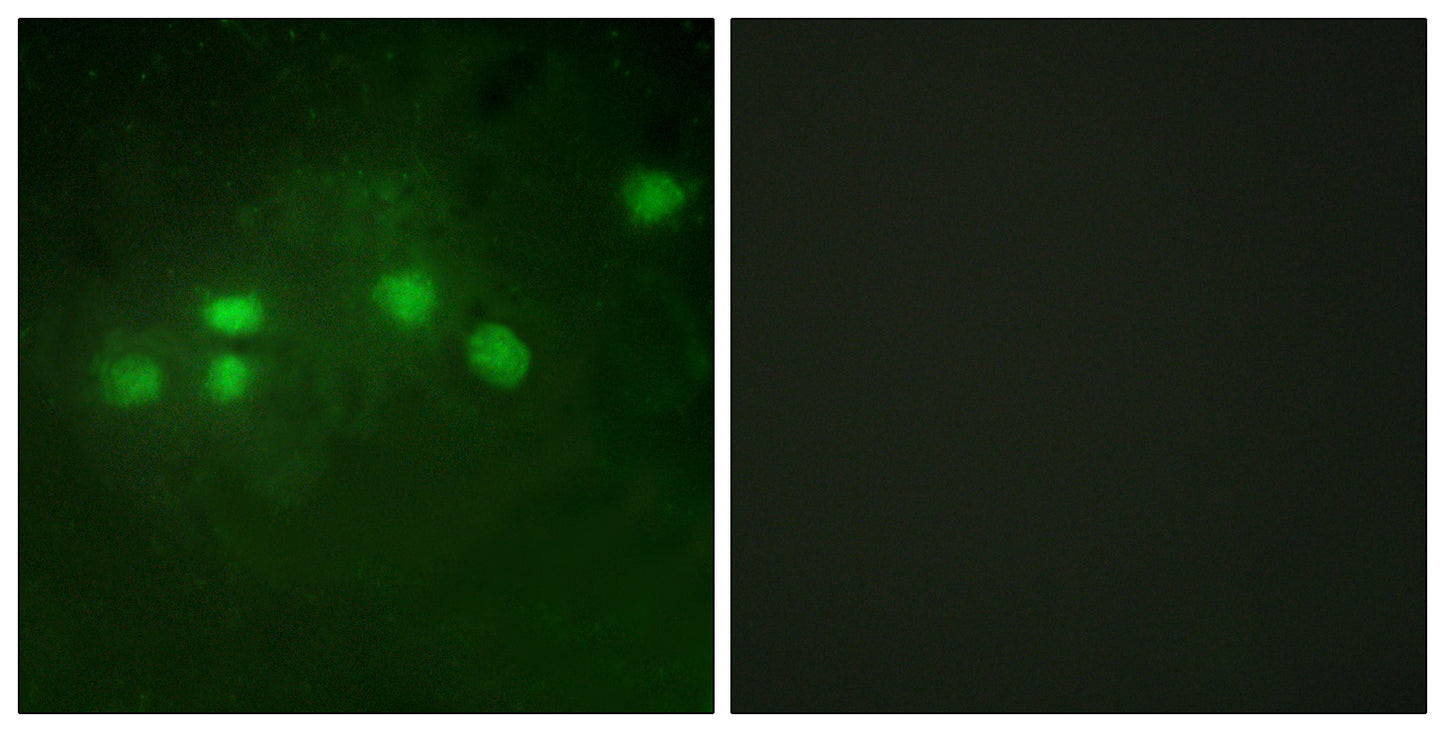 Elf-1 Rabbit Polyclonal Antibody