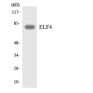 Elf-4 Rabbit Polyclonal Antibody