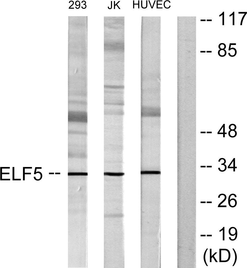 Elf-5 Rabbit Polyclonal Antibody