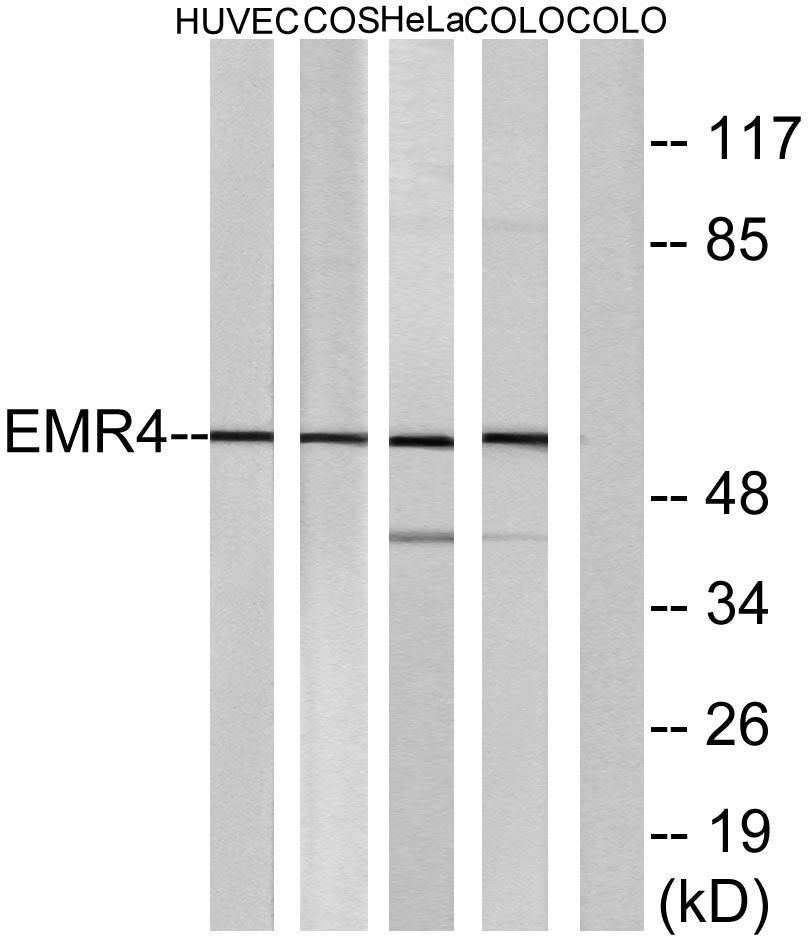EMR4 Rabbit Polyclonal Antibody